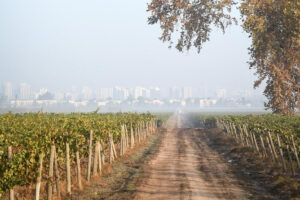 Tour Vinicola Cousiño Macul